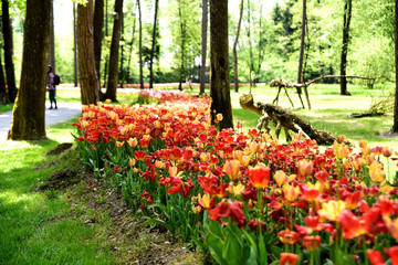 fioritura tulipani arboretum lubiana