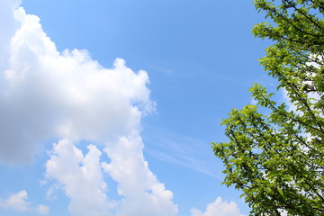 Cielo in Primavera - aria profumata