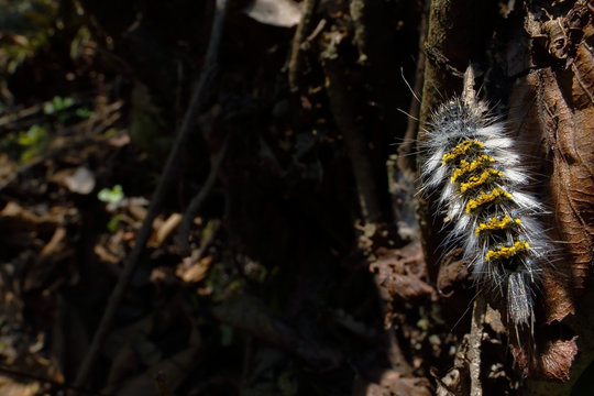 Oruga urticante