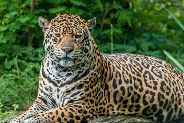 jaguar