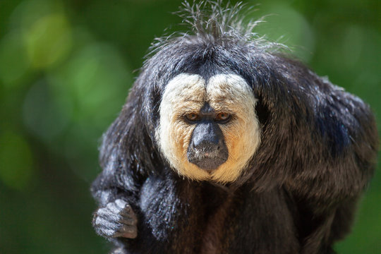 Guianan saki sits on a tree stump. The white-faced saki (Pithecia pithecia) and the golden-faced saki, is a species of the New World saki monkey.