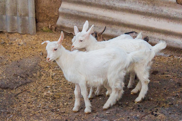 Two white goats in the animal farm