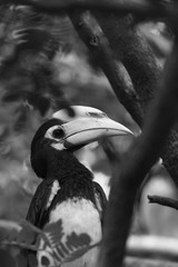  Oriental pied hornbill is small bird