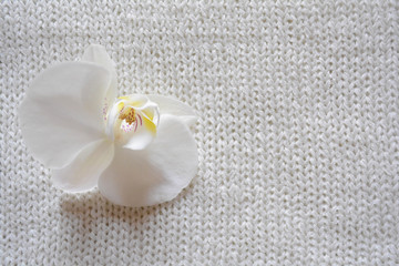 Fototapeta na wymiar Orchid flower on white background with knitted fabric texture