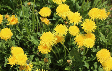 yellow  dandelion flowers in the meadown