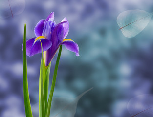 Fototapeta na wymiar image of beautiful flower on violet background in the garden