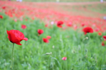 シャーレーポピー