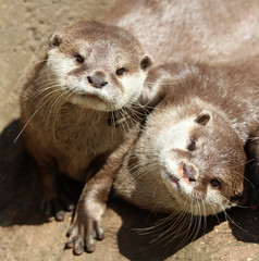 Close up of Oriental Short Clawed Otters cuddling and sleeping