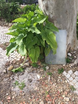 Estilha&ccedil;os de vidro...