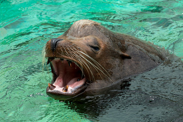 Obraz premium Zamknij się samiec lwa morskiego Kalifornii, pływanie i ryk w wodzie
