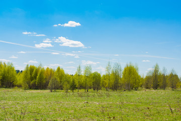 Spring Landscape With Young Trees Growing On Field With Young Green Grass On Blue Sky Background In On Brightly Sunny Day Copyspace.