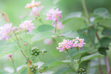 pink lantana