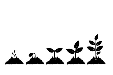 Planting seed sprout in ground. Infographic sequence grow sapling. Seedling gardening tree. Icon, flat isolated on white background. Vector - 204246287
