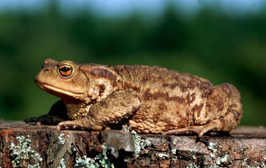 Erdkroete; Bufo bufo; common toad;