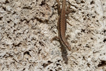 lizard on the wall
