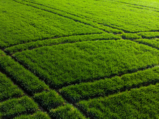 Fototapeta na wymiar Sunrise over green farming field,drone view