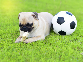 Cute little Pug with a bone in garden
