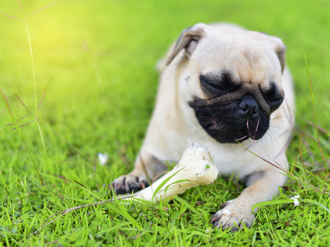 Cute little Pug with a bone in garden
