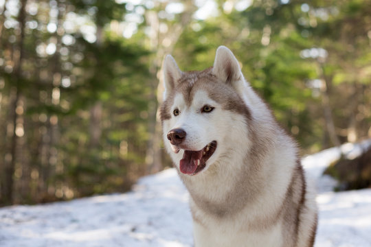 Close-up Portrait of gorgeous Beige and white Siberian Husky dog in spring season. Profile image of waiting lusky looks like a wolf in the forest