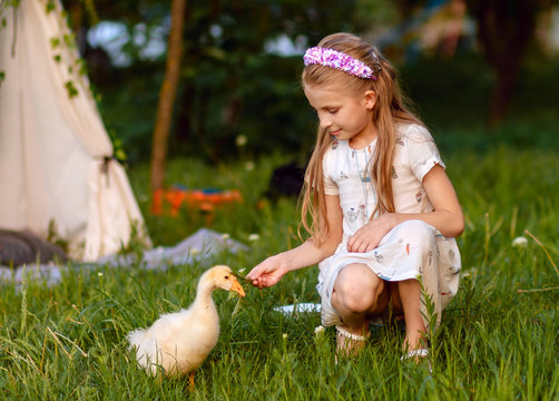 Little girl playing with baby goose. Beautiful, animal.