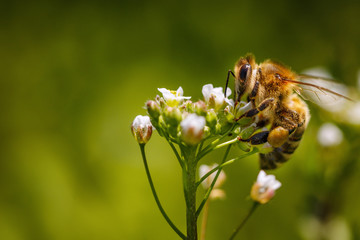Bee on a white flower collecting pollen and gathering nectar to produce honey in the hive - with left copy space