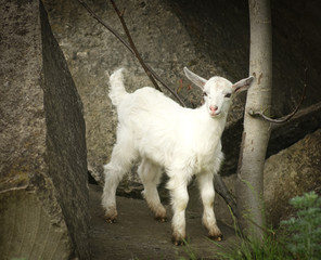 Obraz premium white young goat stands on a rock
