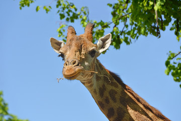 Giraffe (Giraffa camelopardalis giraffa). Portrait on blue sky background