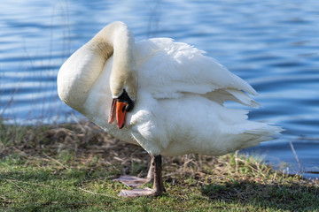 Beautiful graceful swan near a pond at springtime. Elegant bird grooming on water's edge, strong curved neck.