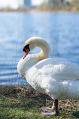 Beautiful graceful swan near a pond at springtime. Elegant bird grooming on water's edge, strong curved neck.