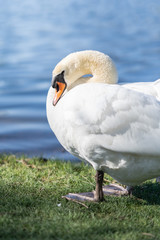 Beautiful graceful swan near a pond at springtime. Elegant bird grooming on water's edge, strong curved neck.