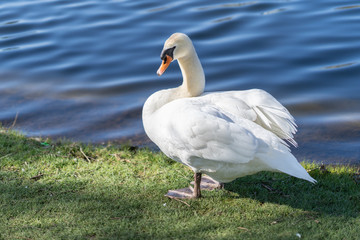 Beautiful graceful swan near a pond at springtime. Elegant bird grooming on water's edge, strong curved neck.