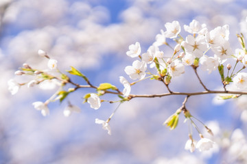 Obraz premium Japanese cherry blossom trees in the morning light. Spring sunrise in High Park, Toronto.