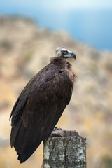 Black vultur (Aegypius monachus)