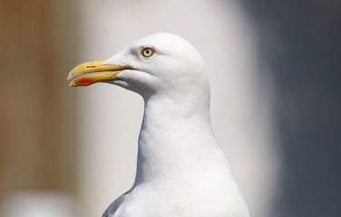 Close up of a Seagull with blurred background