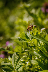 Bee on a white flower collecting pollen and gathering nectar to produce honey in the hive - with left copy space