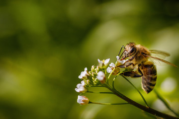 Bee on a white flower collecting pollen and gathering nectar to produce honey in the hive - with left copy space