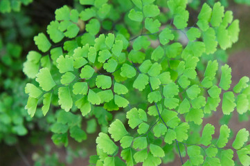 Adiantum capillus-veneris or southern maidenhair fern green foliage background