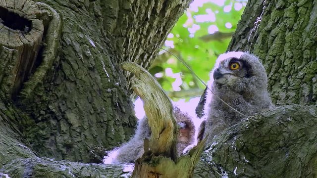 Uhu Jungv&ouml;gel im Baum