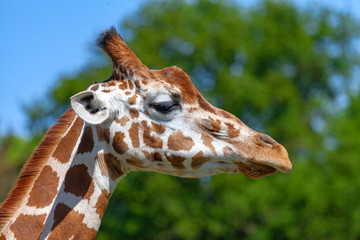 Portrait of a giraffe in the nature