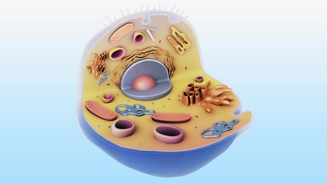 Centrosome Images – Browse 377 Stock Photos, Vectors, and Video | Adobe ...
