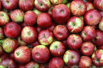 Apfelernte; Aepfel Nahansicht