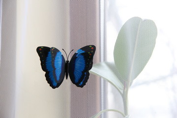 Obraz na płótnie Canvas Blue butterfly
