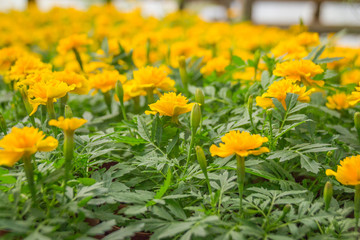 Obraz premium Marigolds Tagetes erecta, Mexican marigold, Aztec marigold, African marigold 