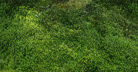 Forest moss background. Nature beauty pattern. Green moss texture.