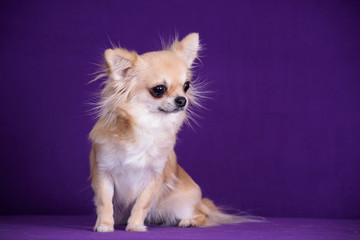 Chihuahua puppy.