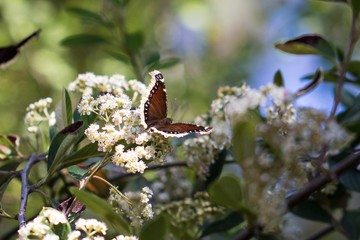 butterfly on white flowers in tree