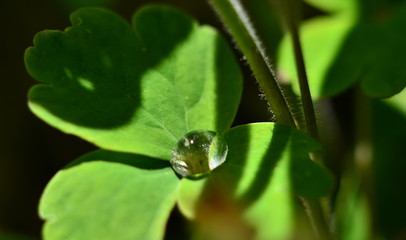 Clear Drop