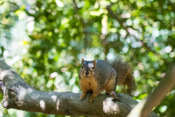 Naklejka na ściany i meble Squirrel sitting in a tree with green leaves and blue sky