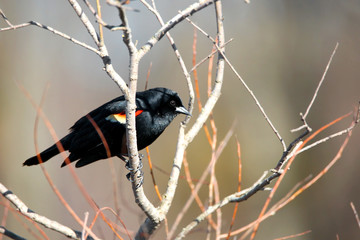 Close up shot of red winged black bird