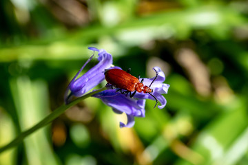 Red headed cardinal beetle (pyrochroa serraticornis) resting on bluebell flower 